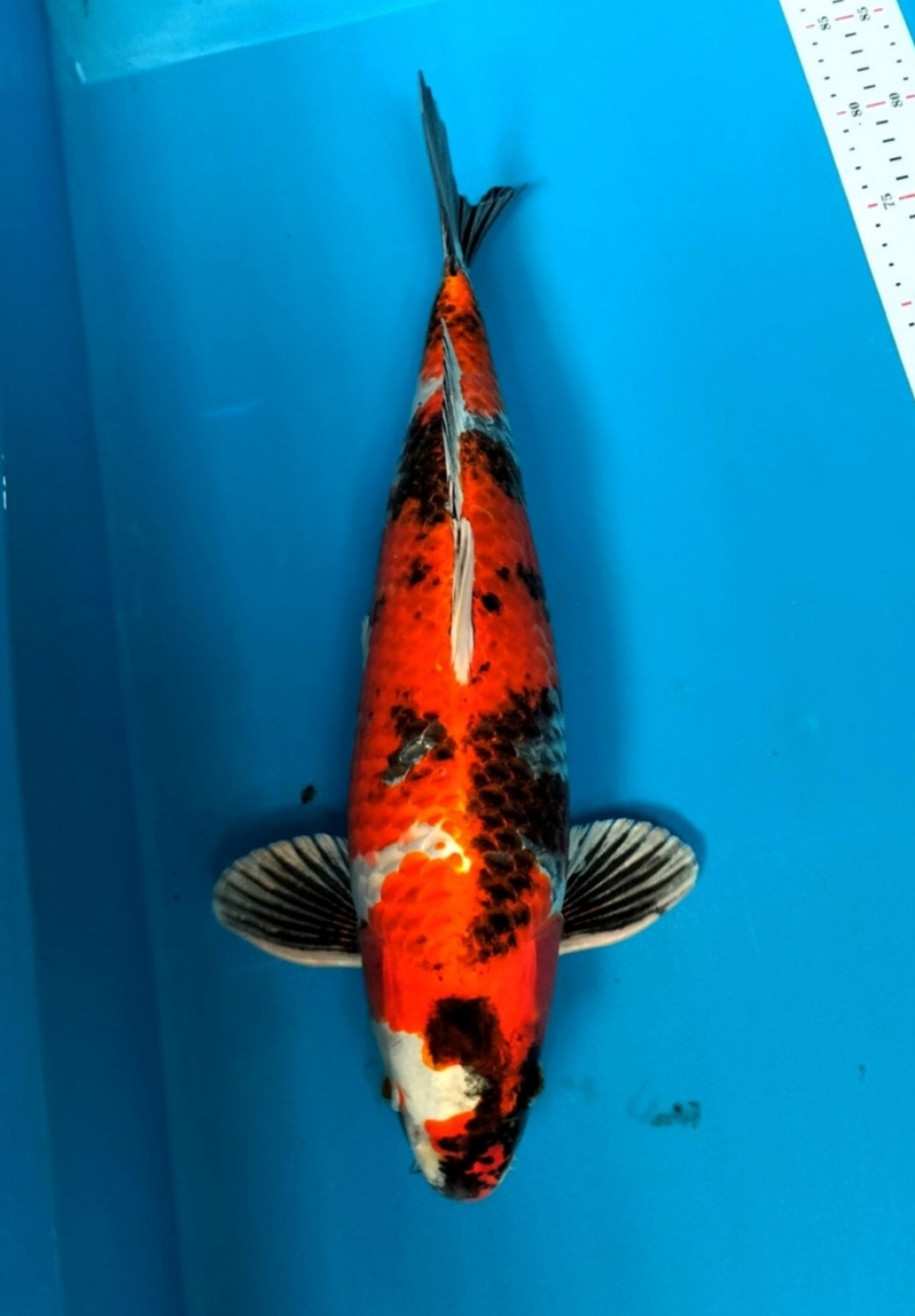 Juara 5