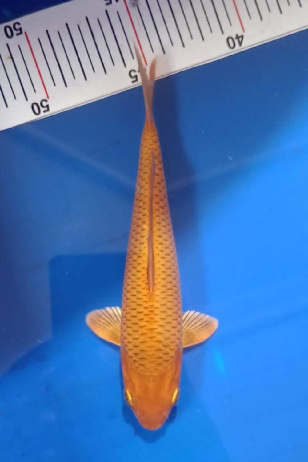 Juara 2