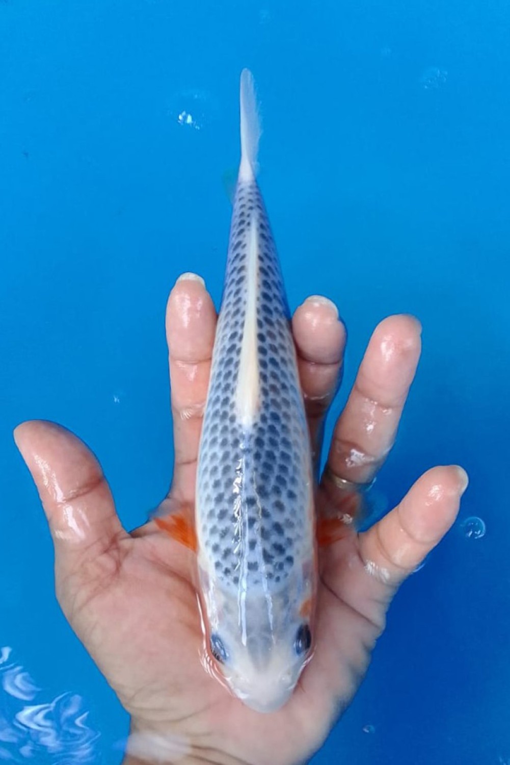 Juara 5