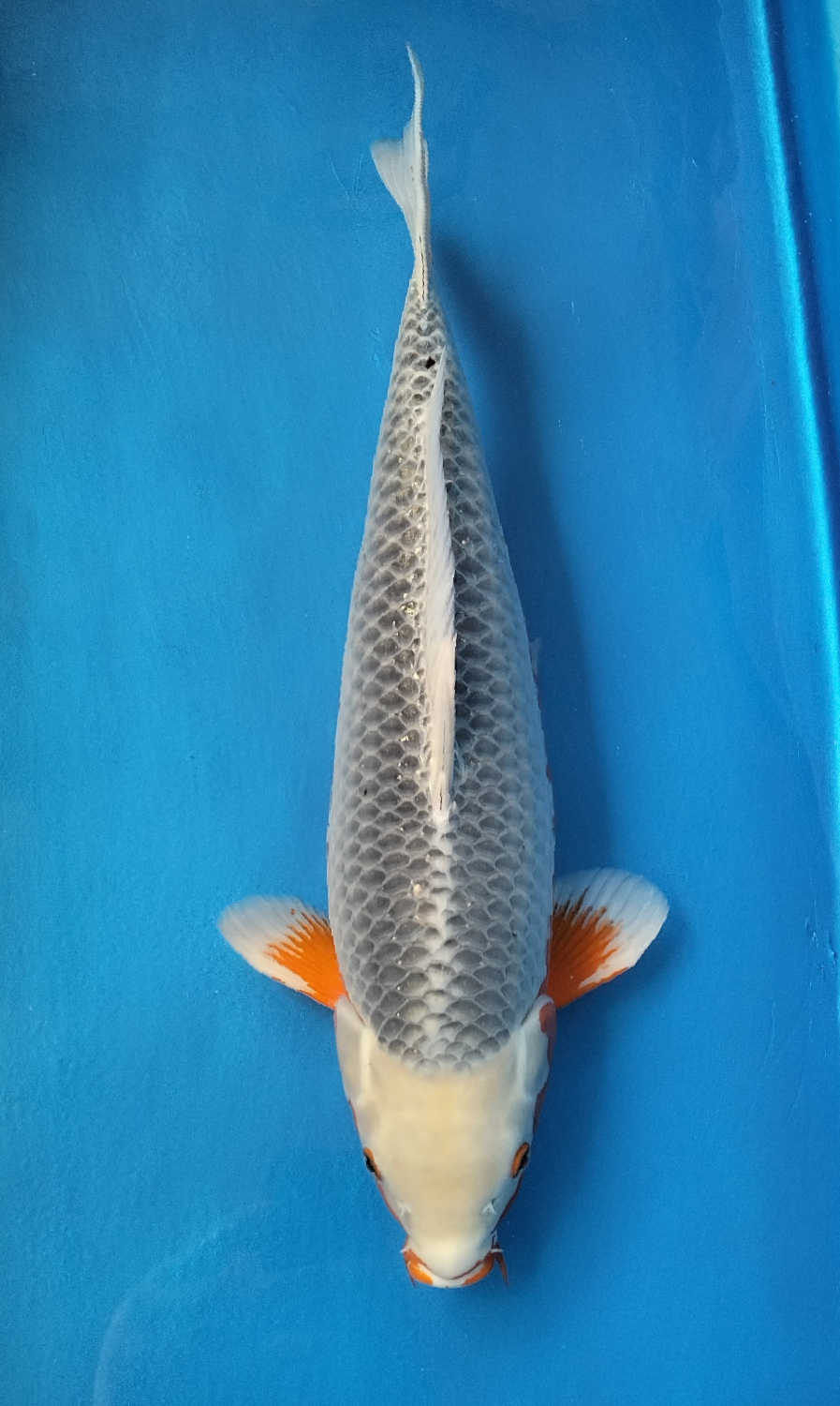 Juara 1