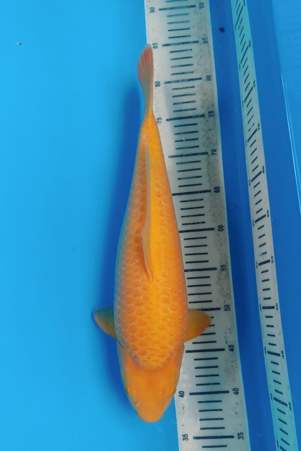 Best In Size E 36 - 40 cm