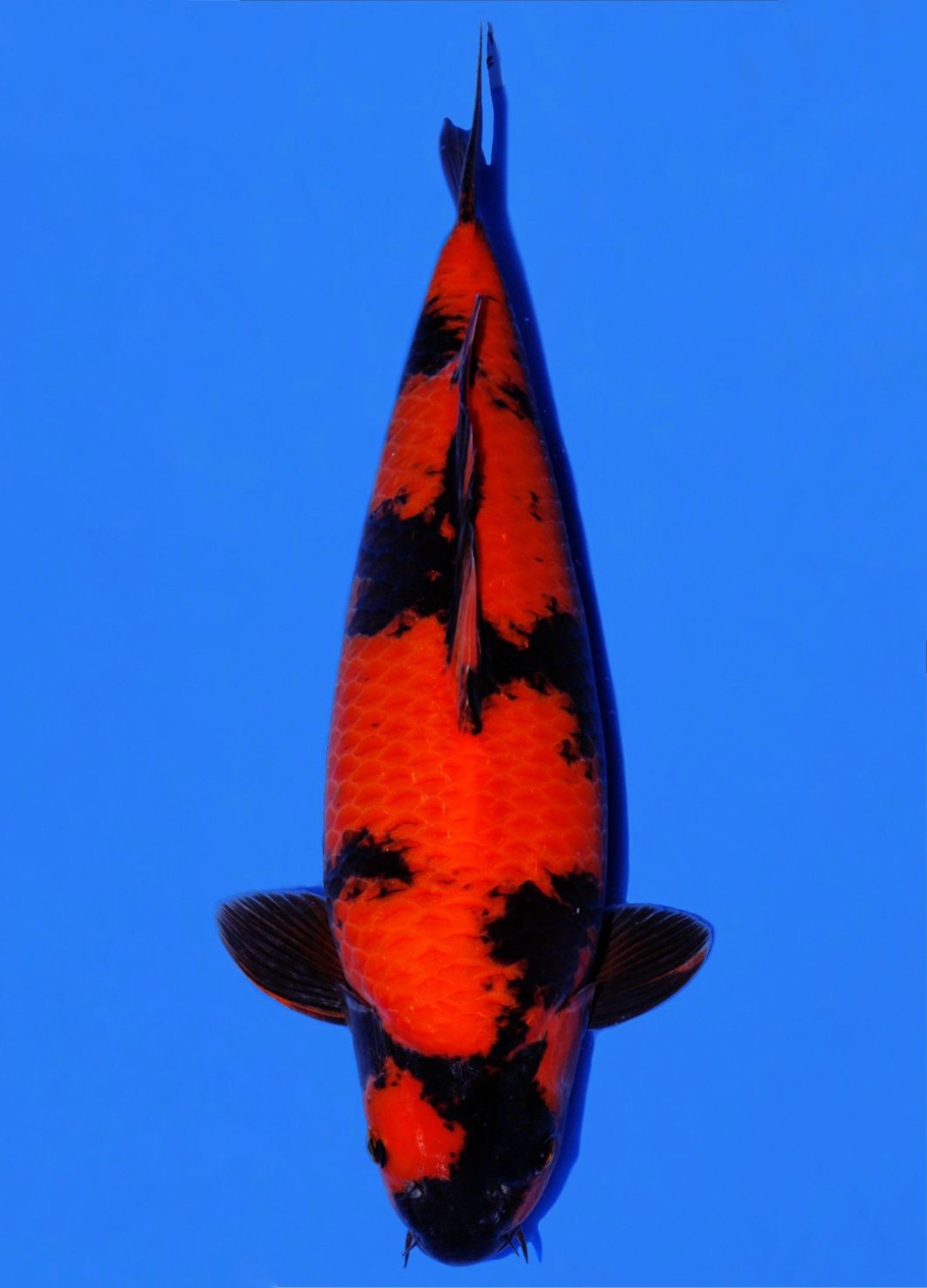 Juara 5
