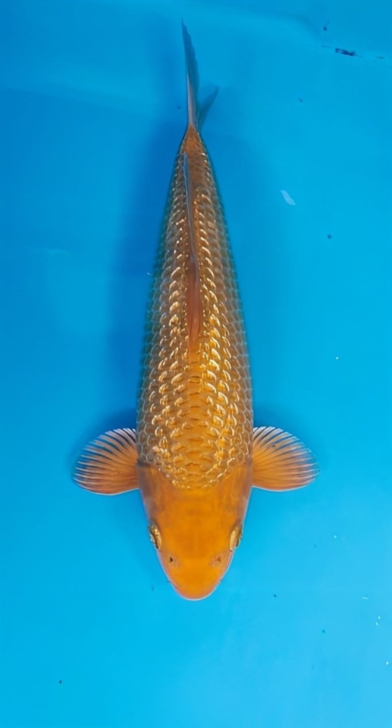 Juara 3