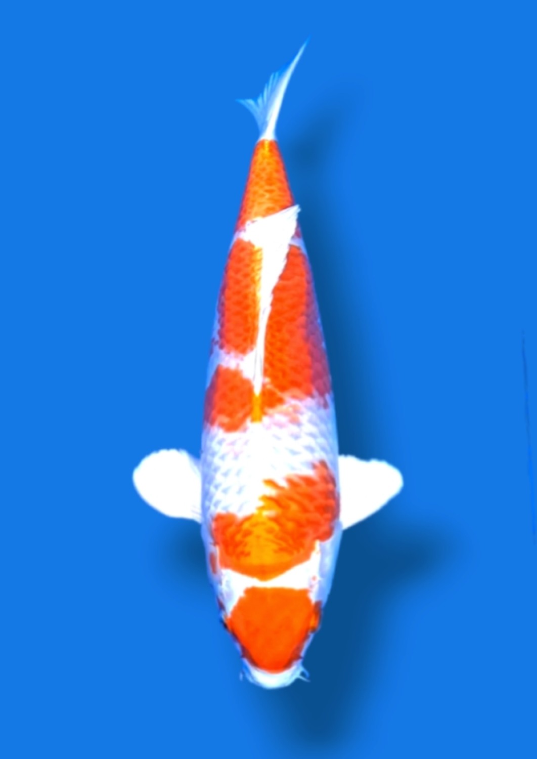 Juara 2