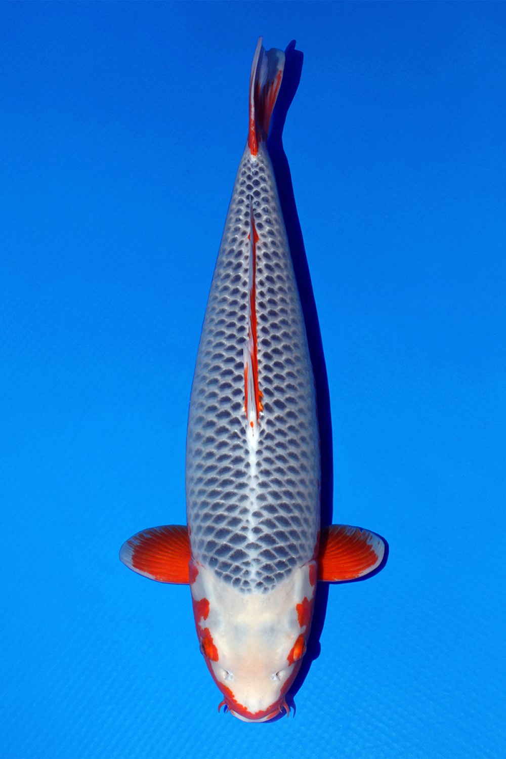 Juara 1