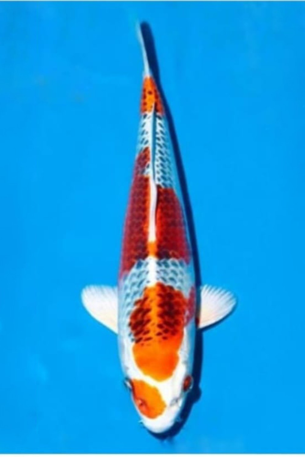 Juara 1