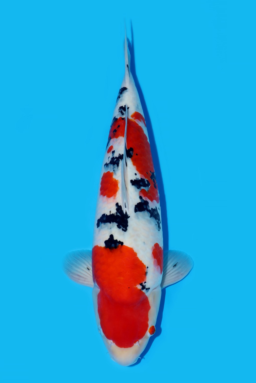 Juara 1