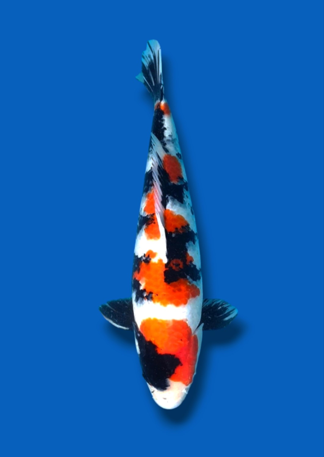 Juara 2