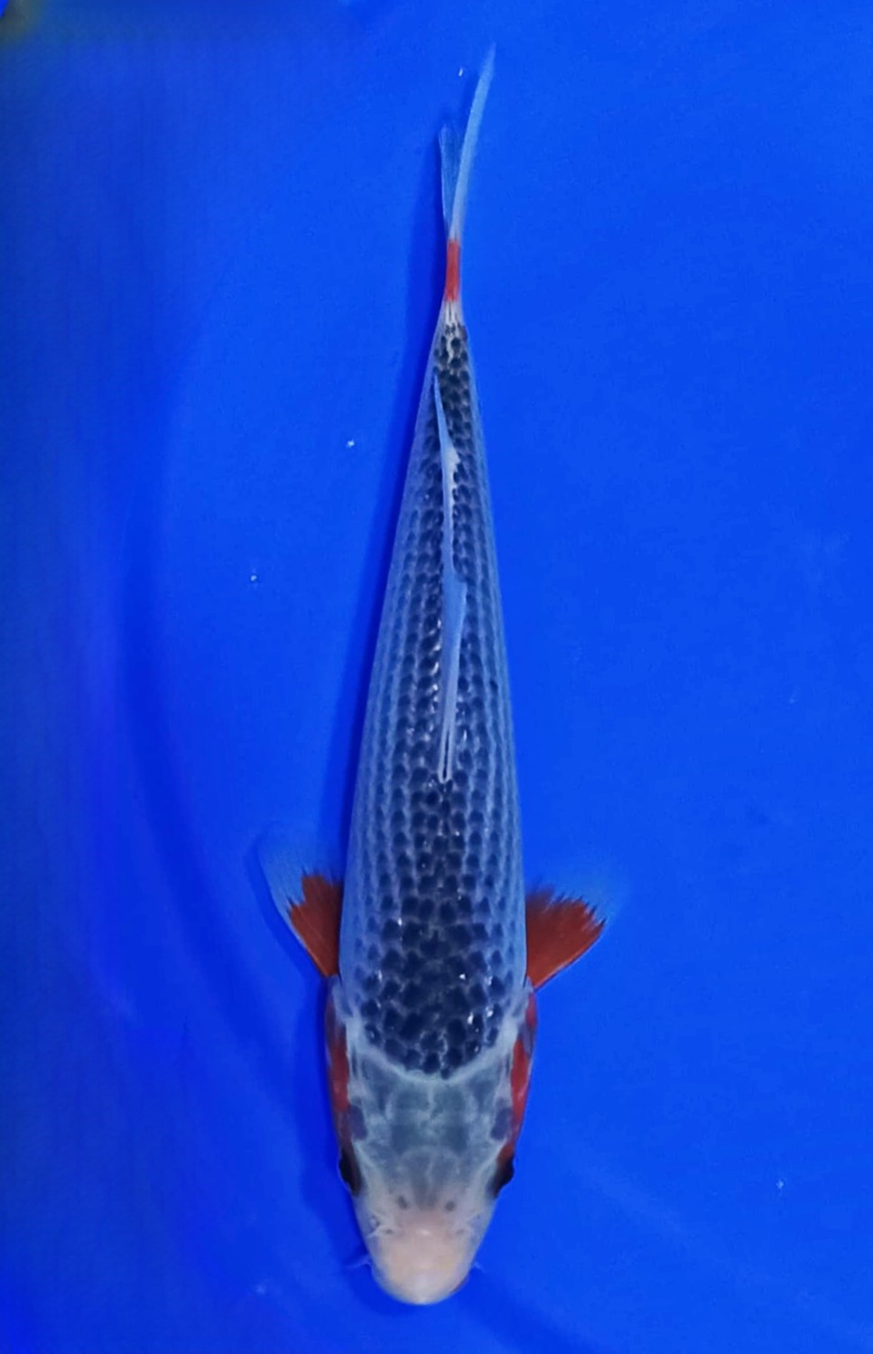 Juara 1