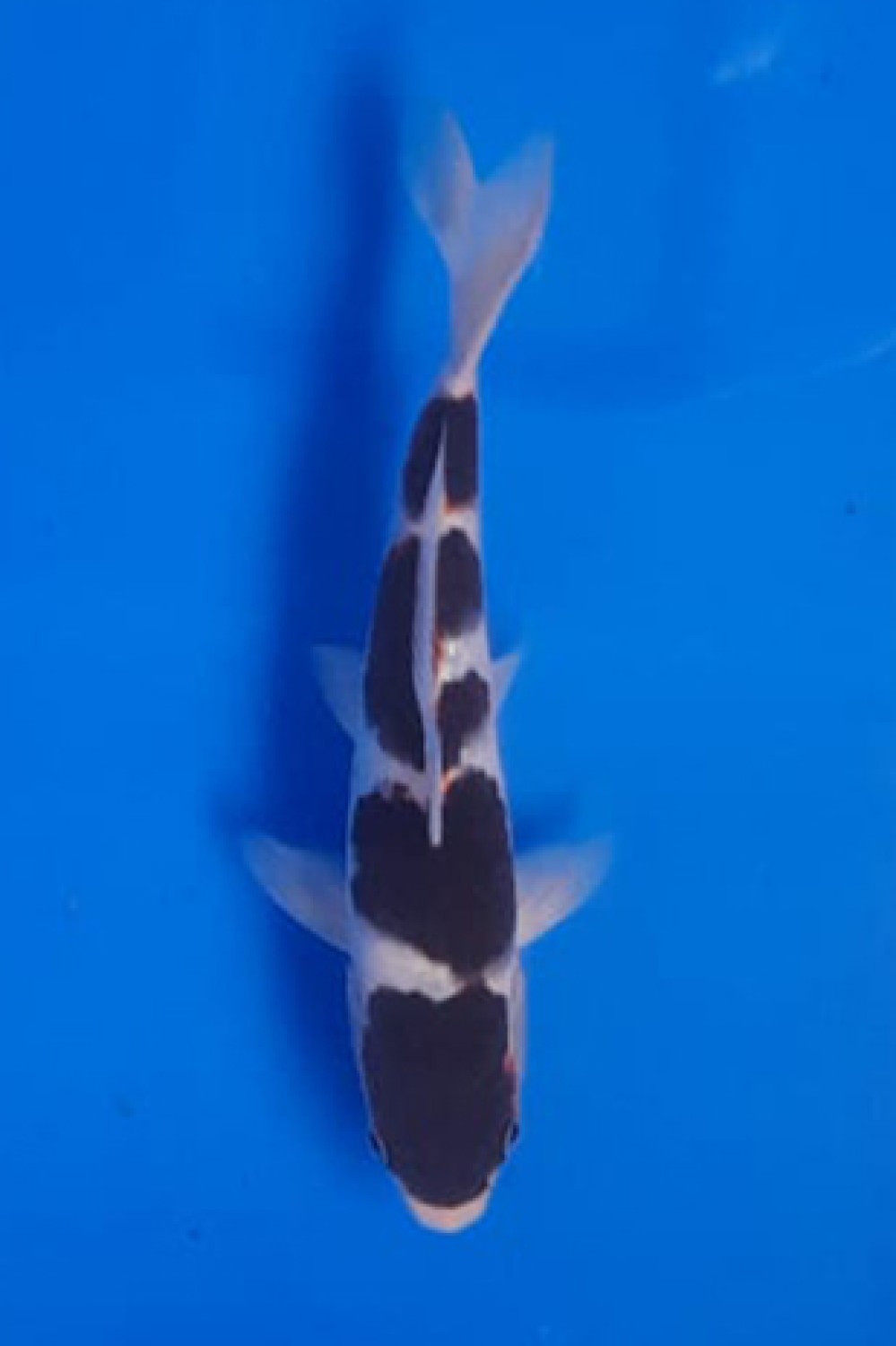 Juara 4