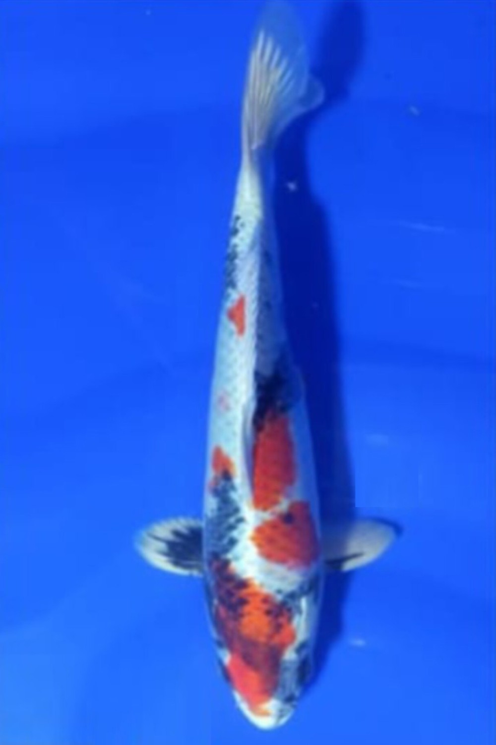 Juara 2