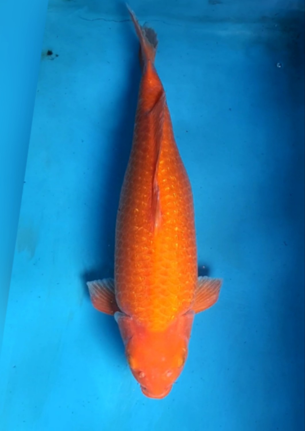 Juara 4