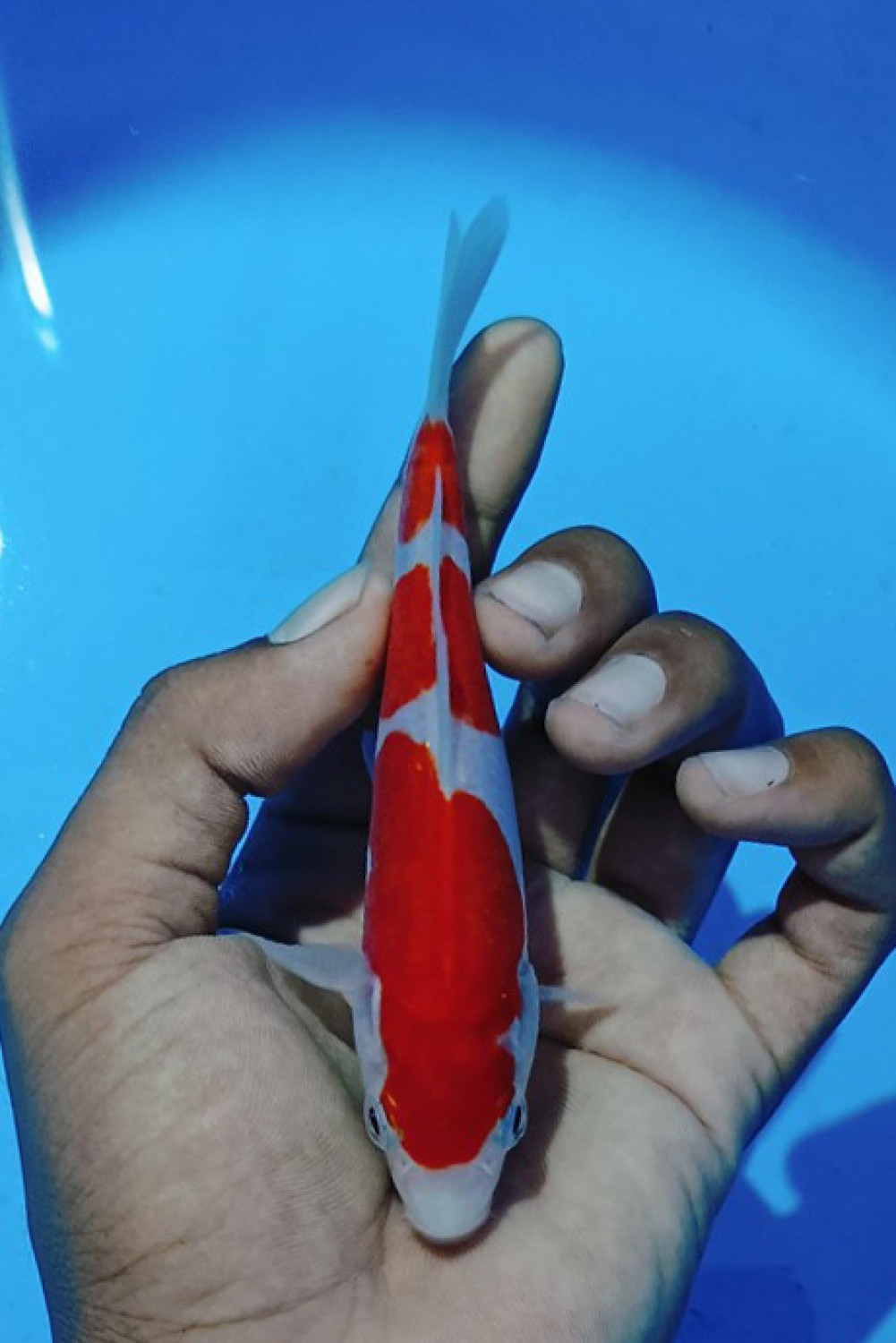 Juara 4