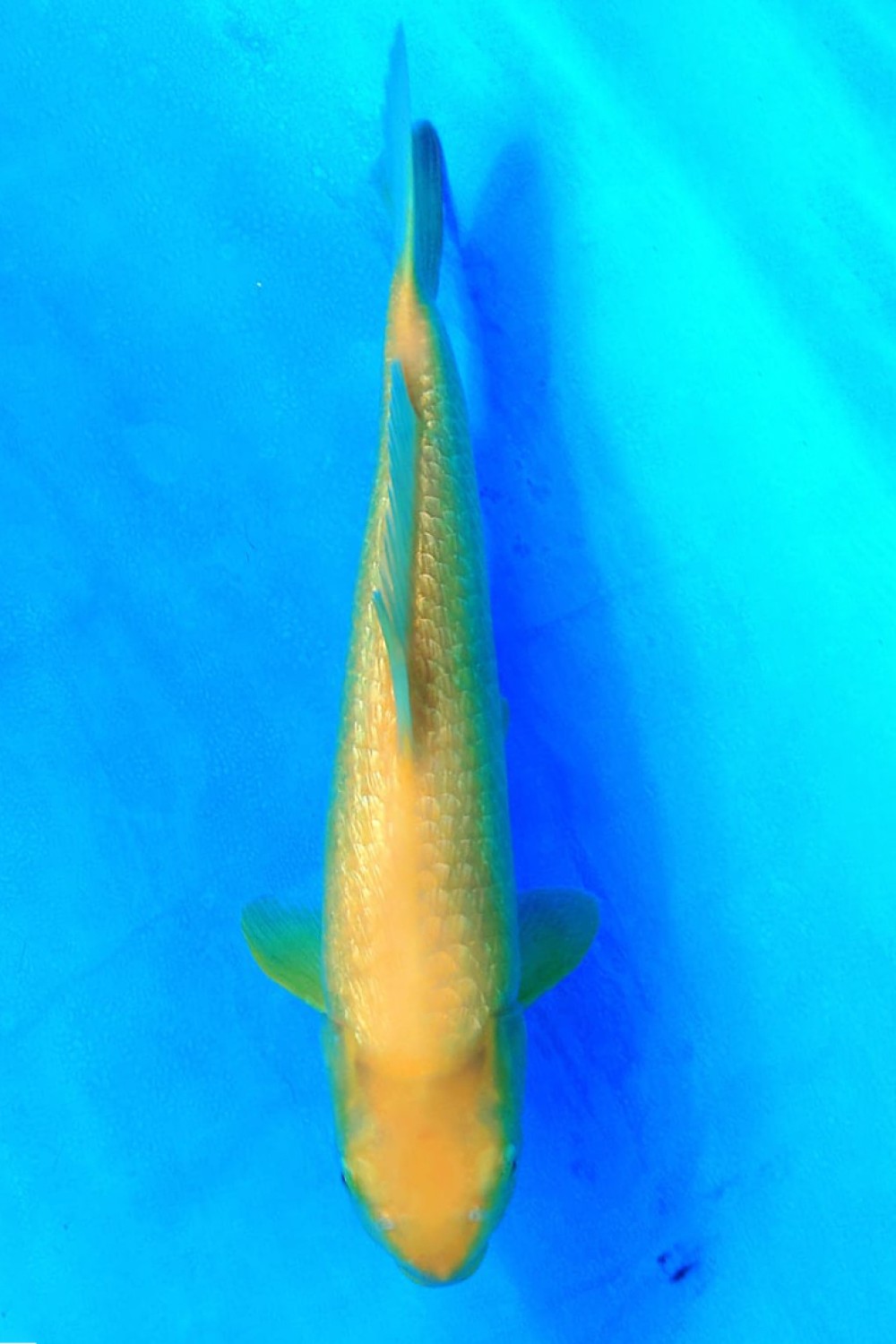 Juara 5