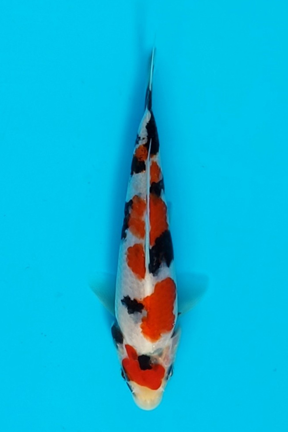 Juara 4