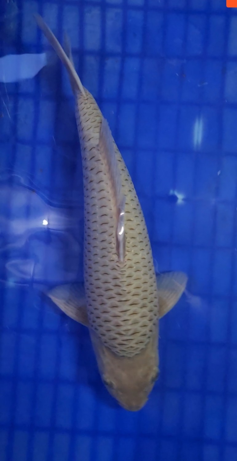 Juara 1