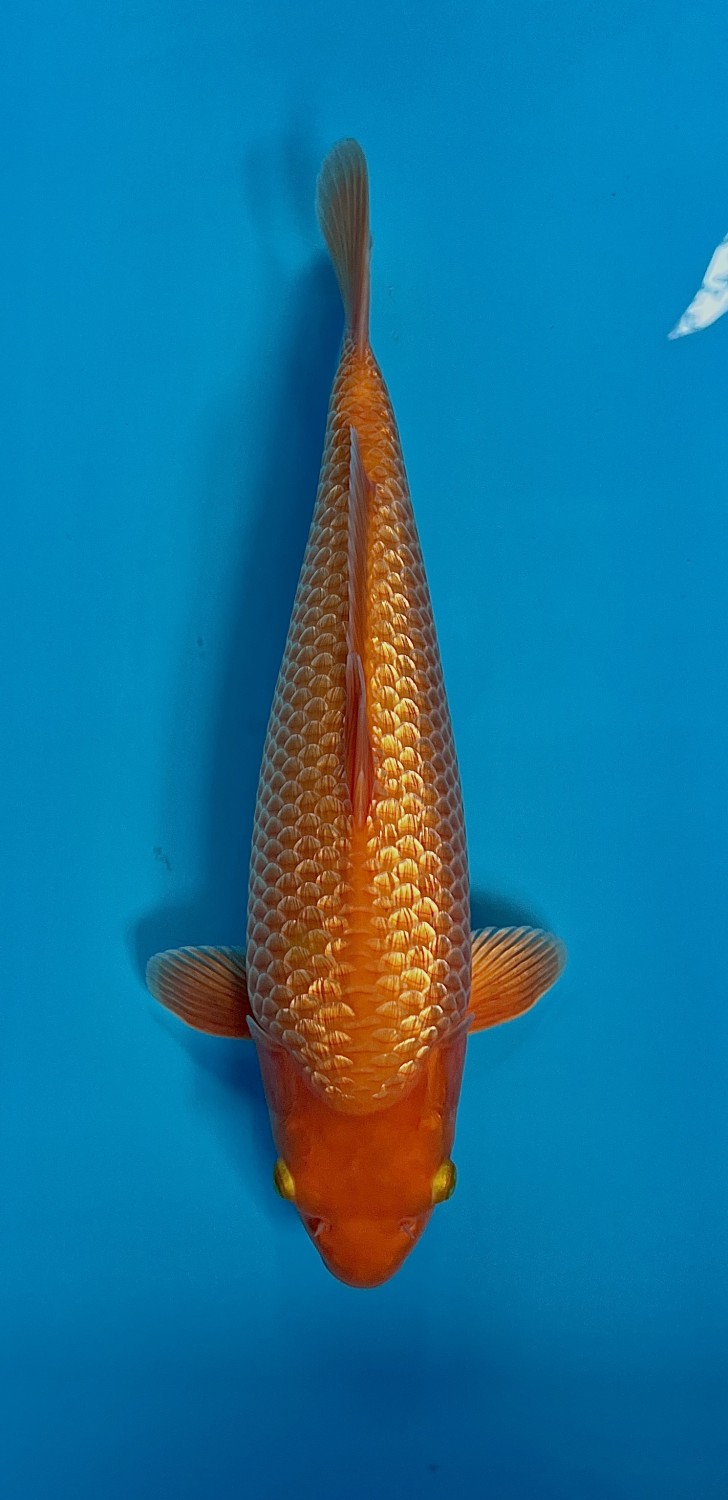 Juara 1