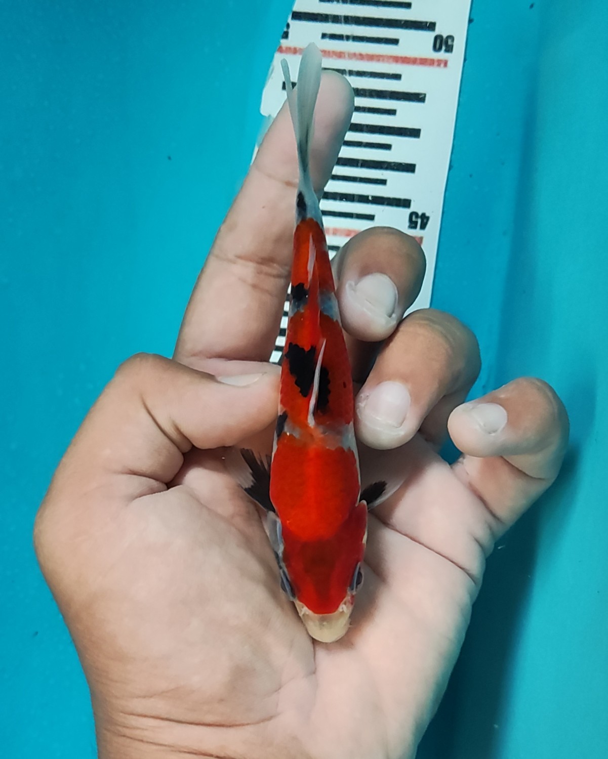 Juara 5