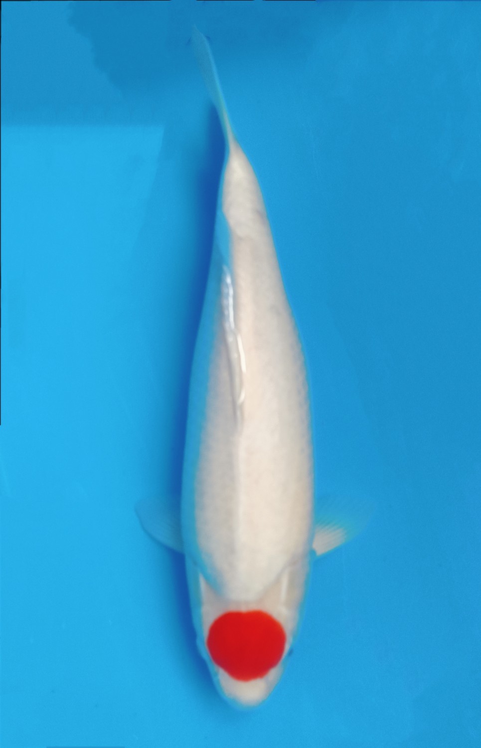 Juara 2