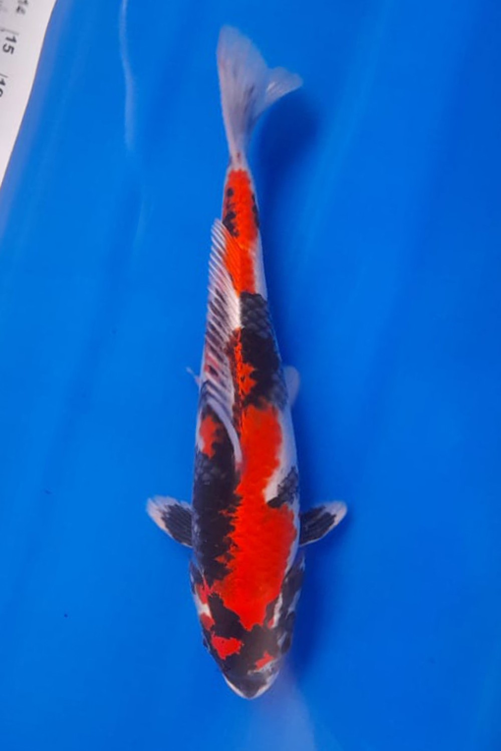 Juara 4