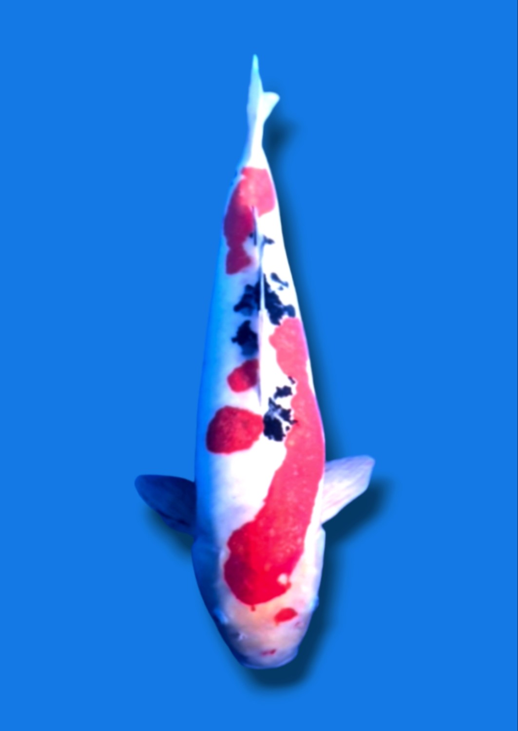 Juara 2