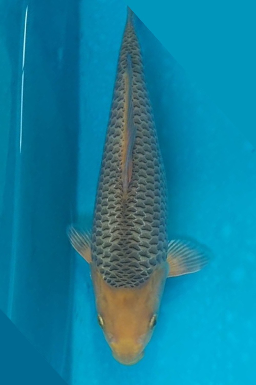 Juara 5