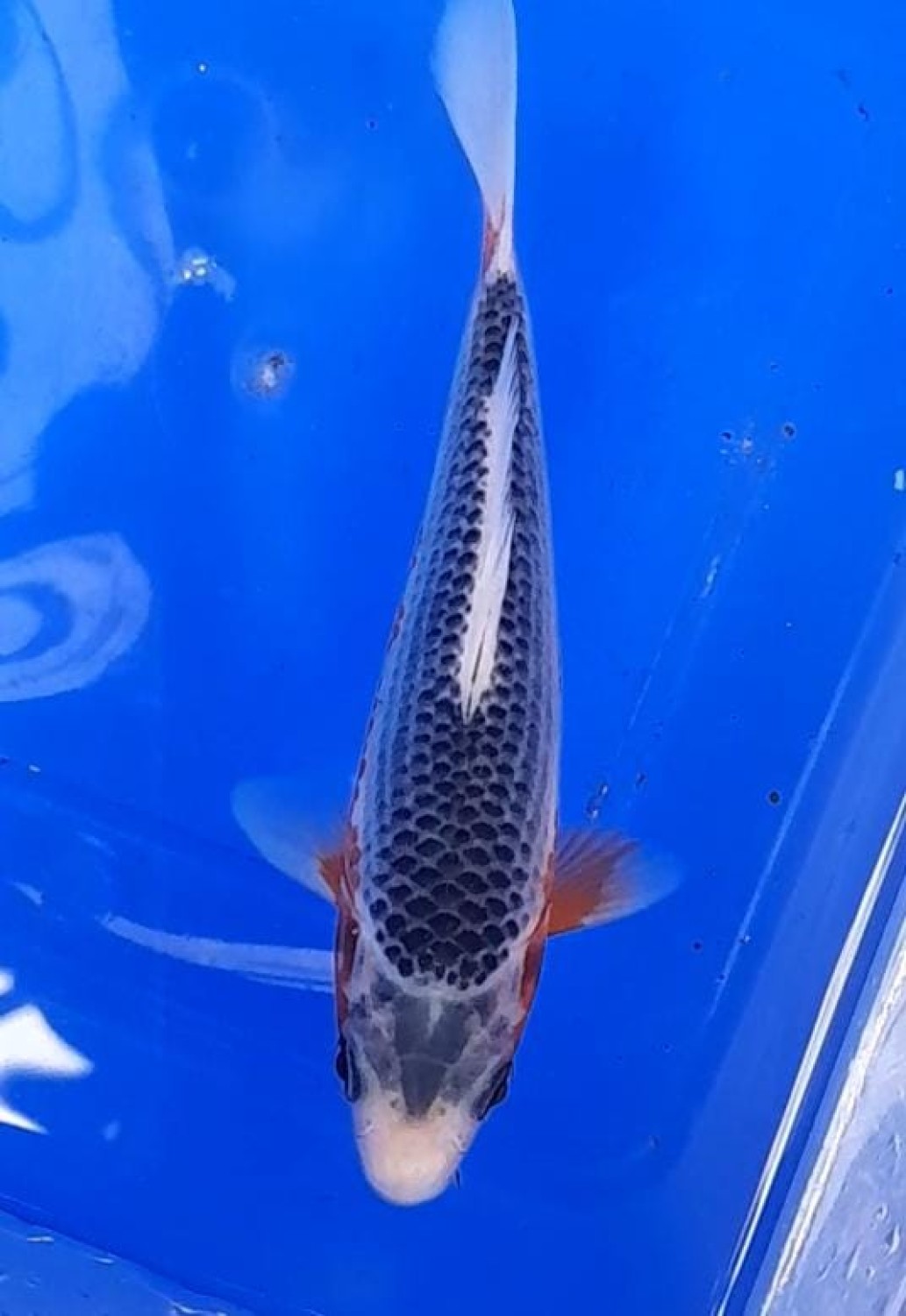 Juara 1
