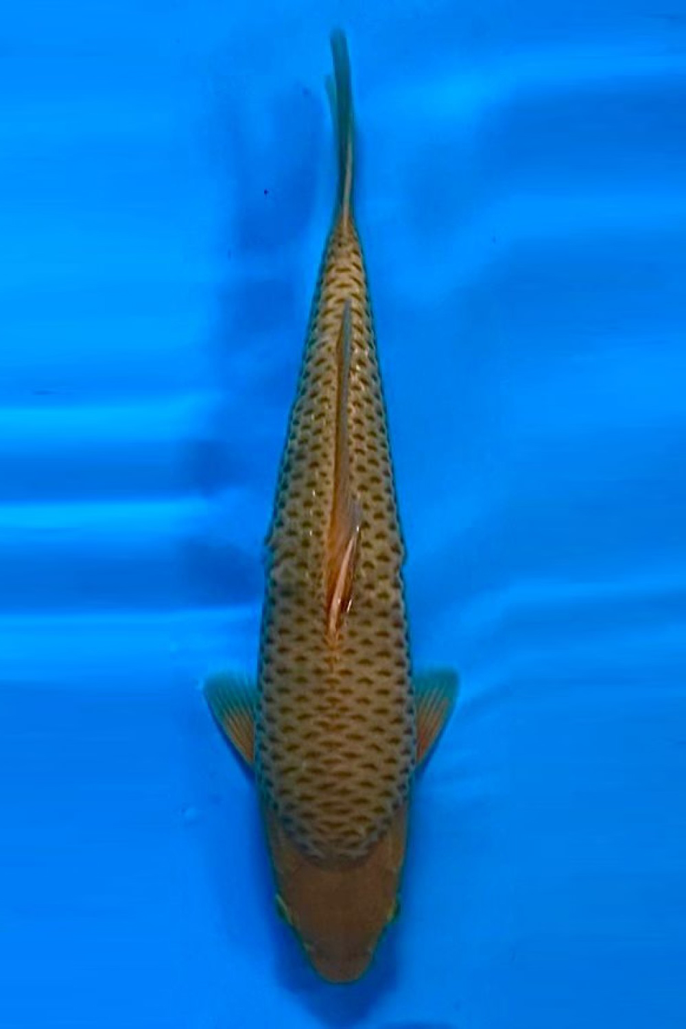 Juara 4