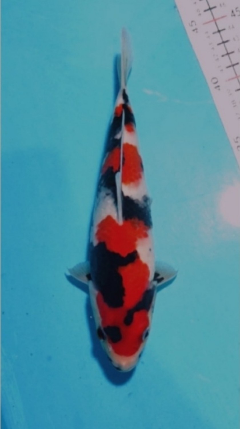 Juara 2