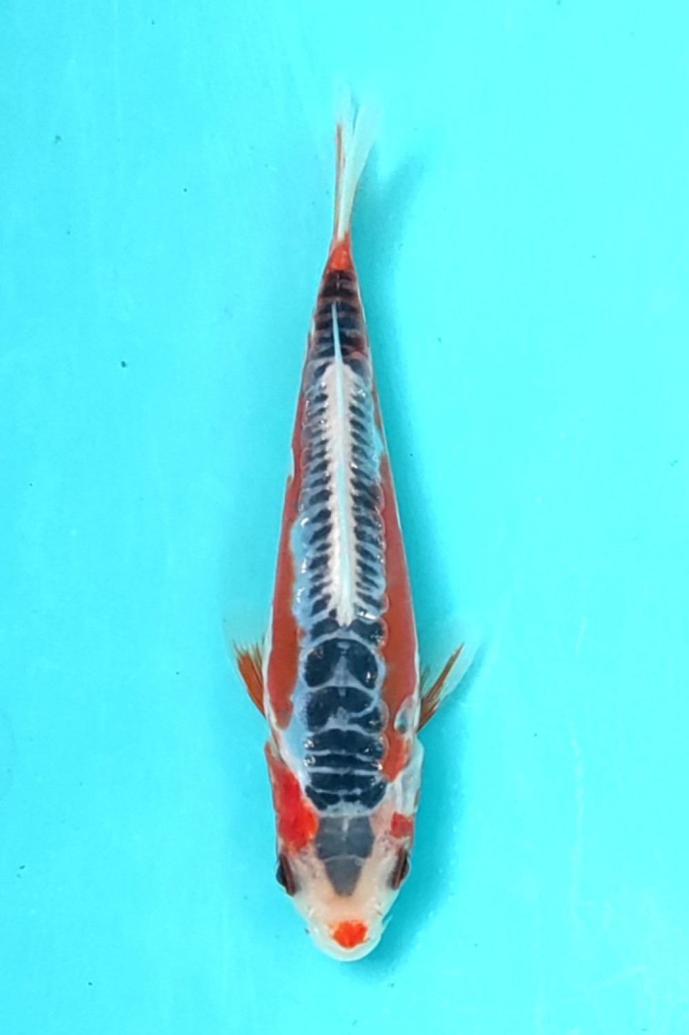 Juara 1