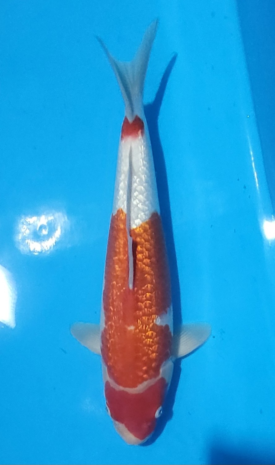 Juara 3