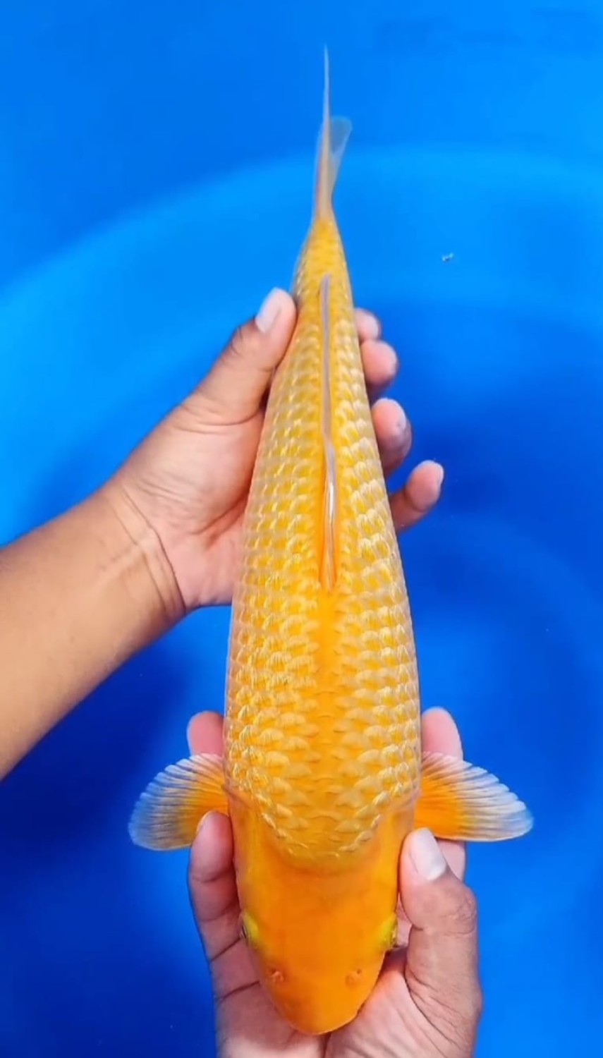 Juara 3