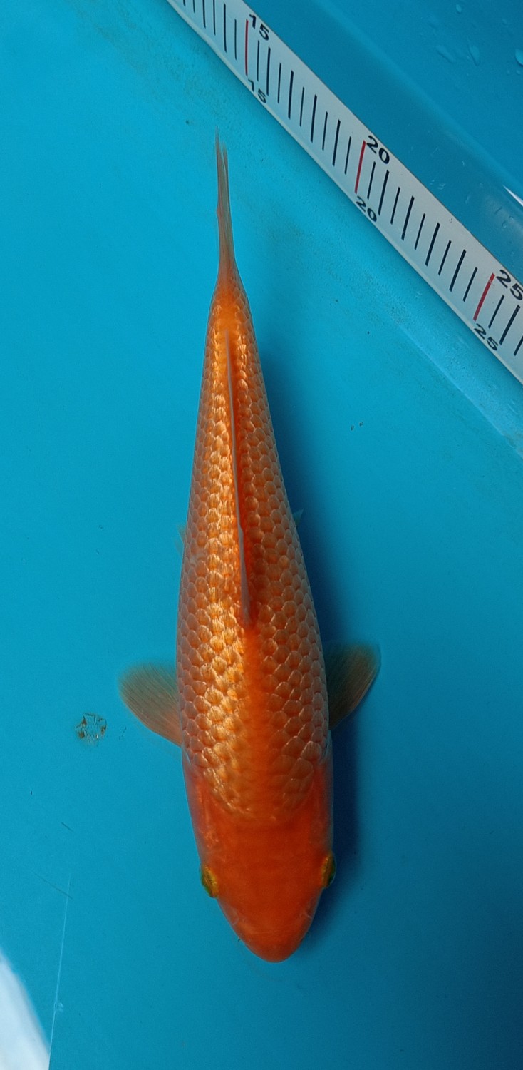 Juara 2