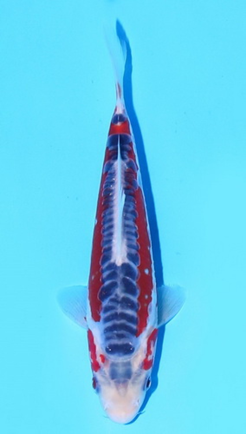 Juara 1