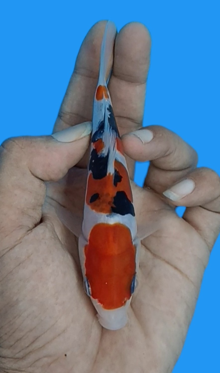 Juara 3