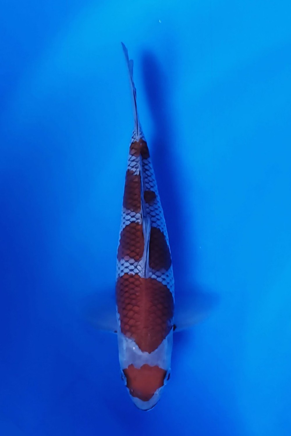 Best In Size B 16 - 20 cm