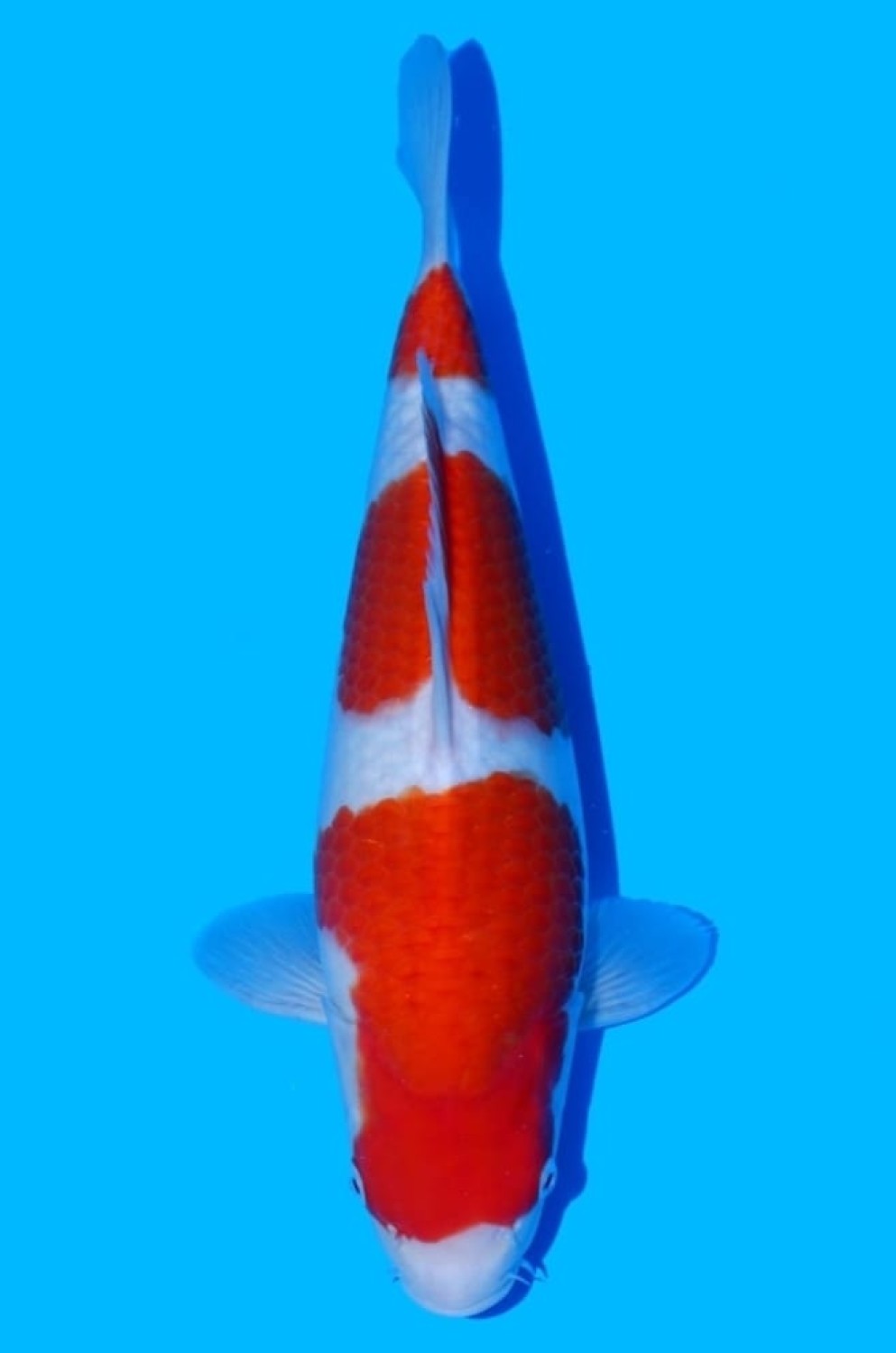 Juara 1