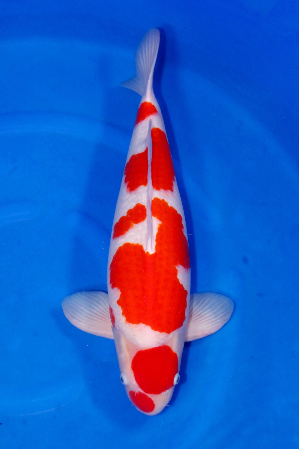 Best In Size A 61 - 65 cm