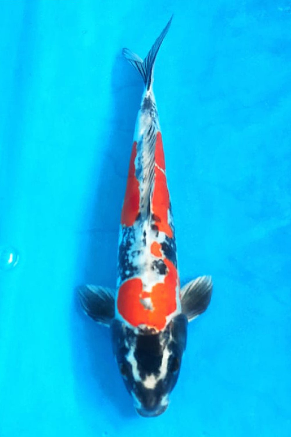 Juara 3
