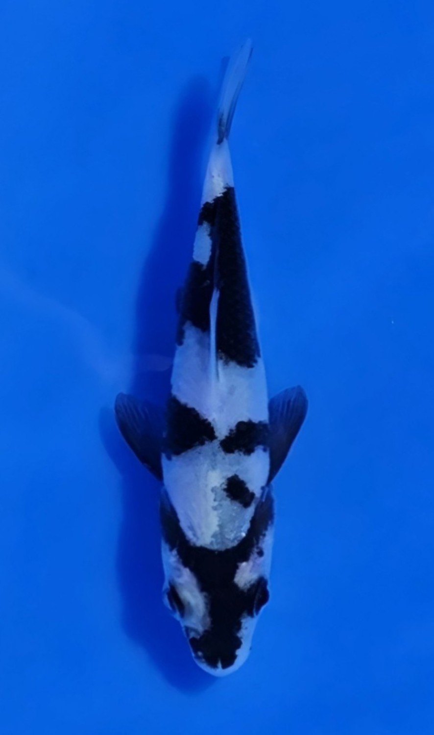 Juara 2
