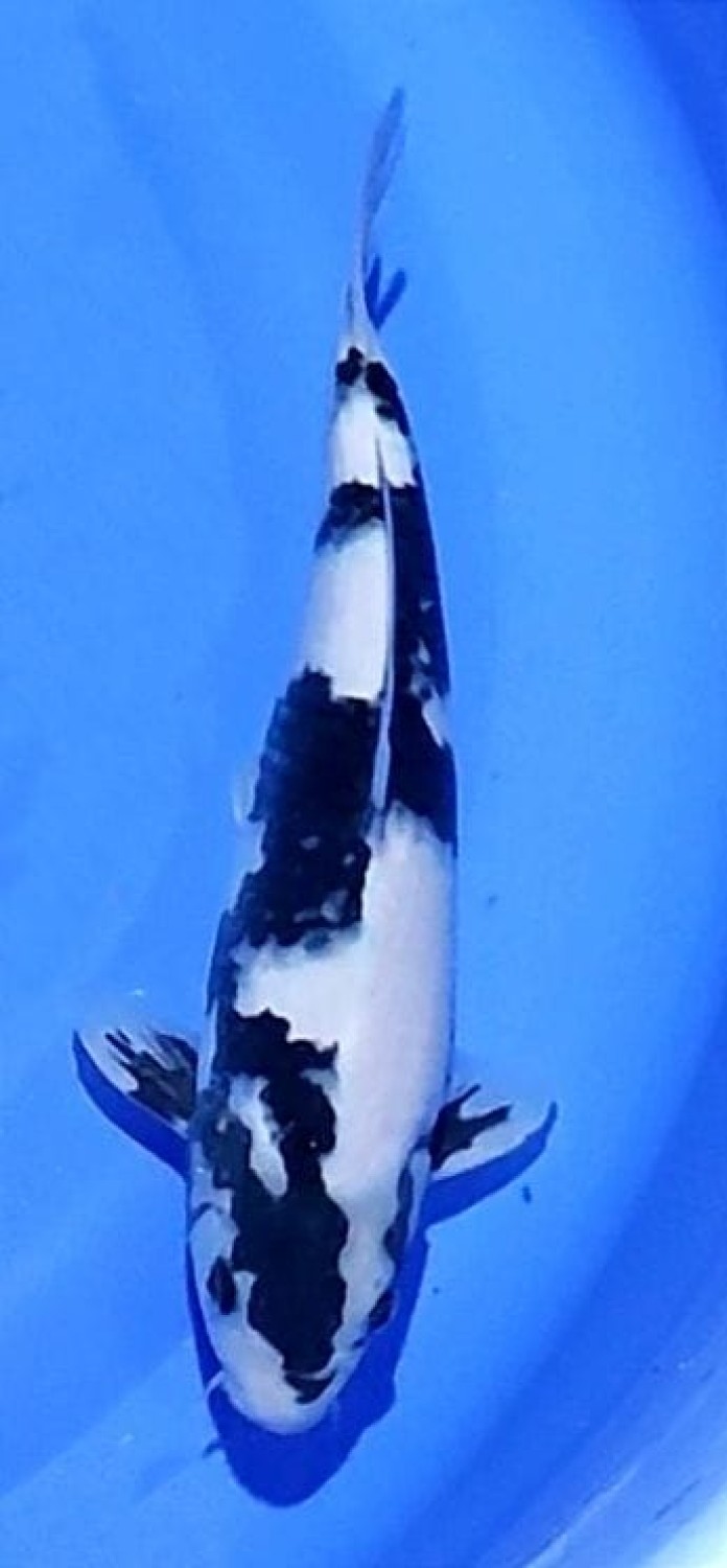 Juara 1