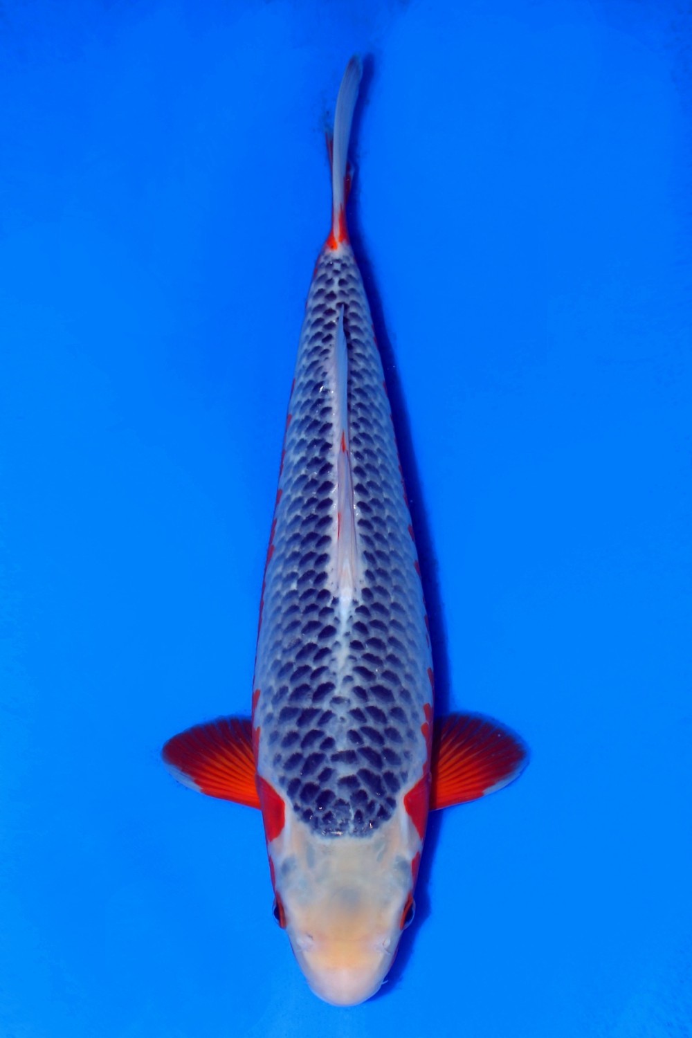 Juara 1