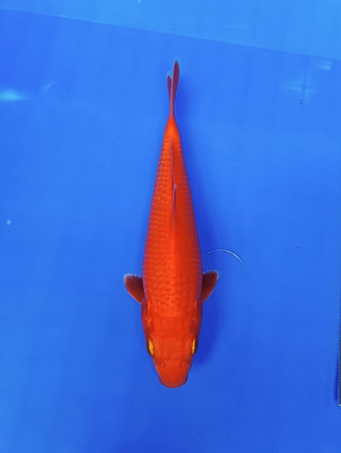 Mini Champion E
