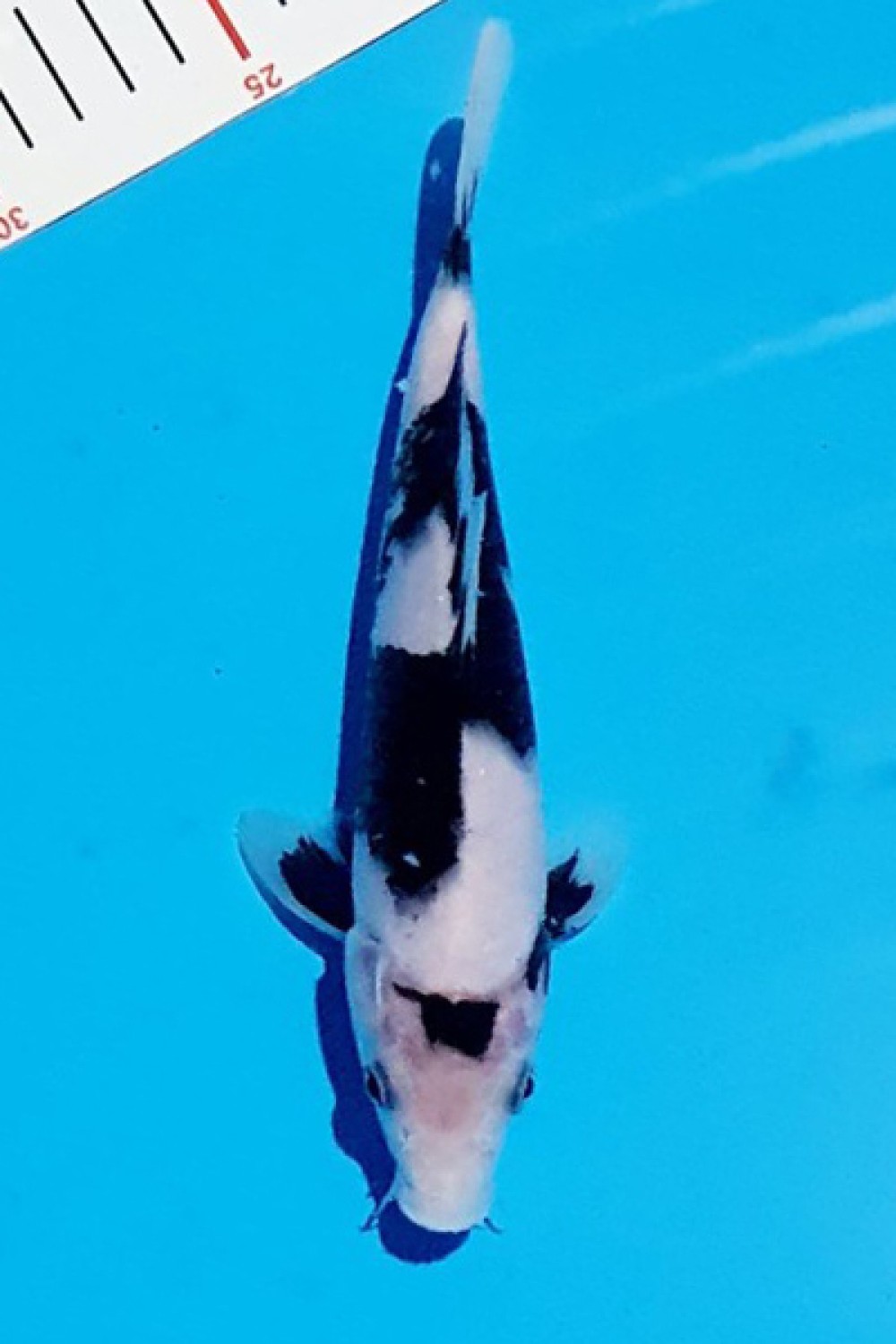 Juara 1