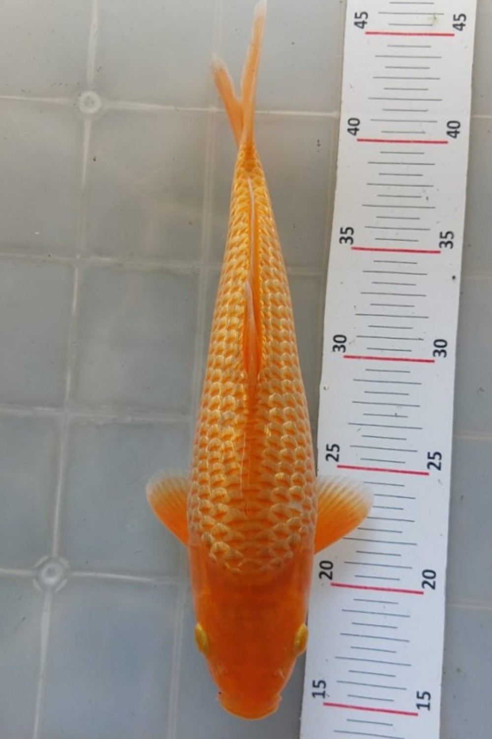 Best In Size E 26 - 30 cm
