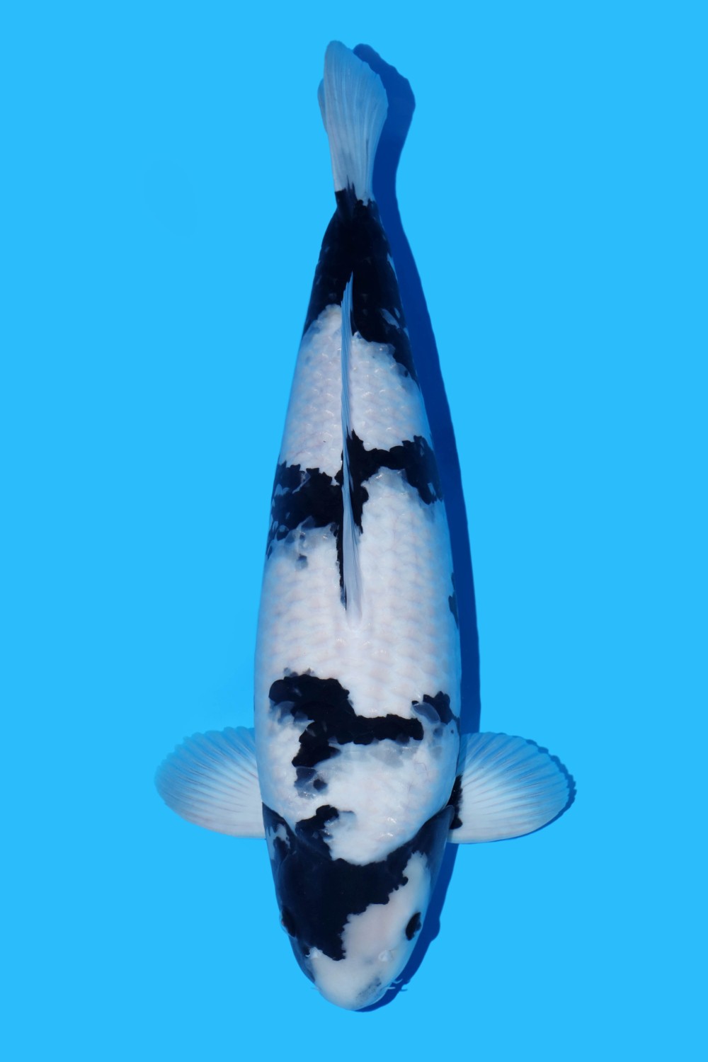 Juara 1