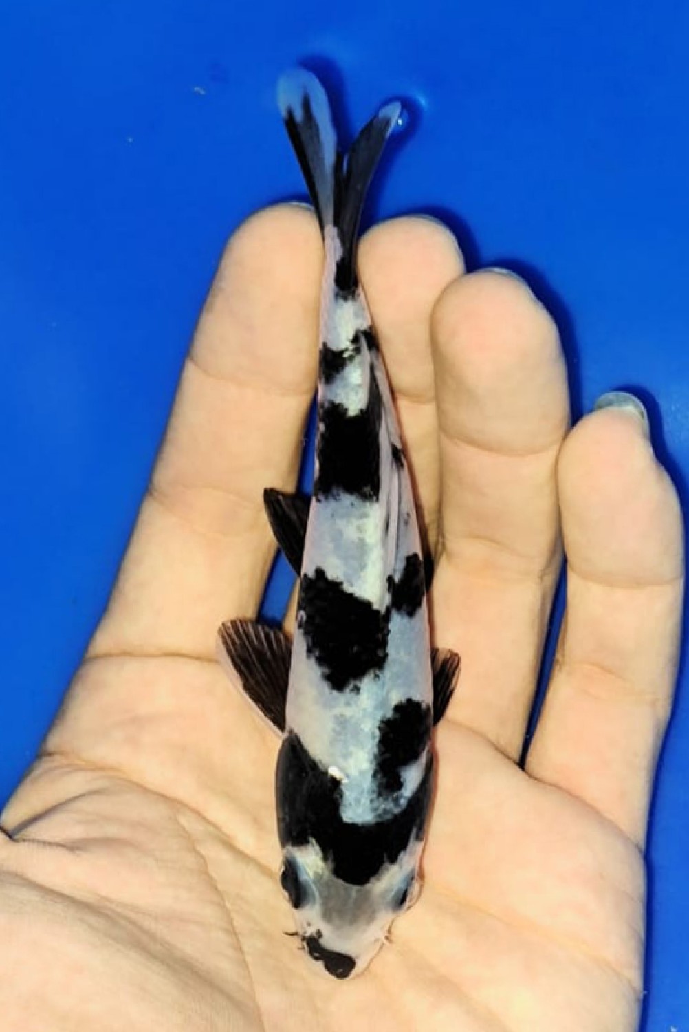 Juara 5