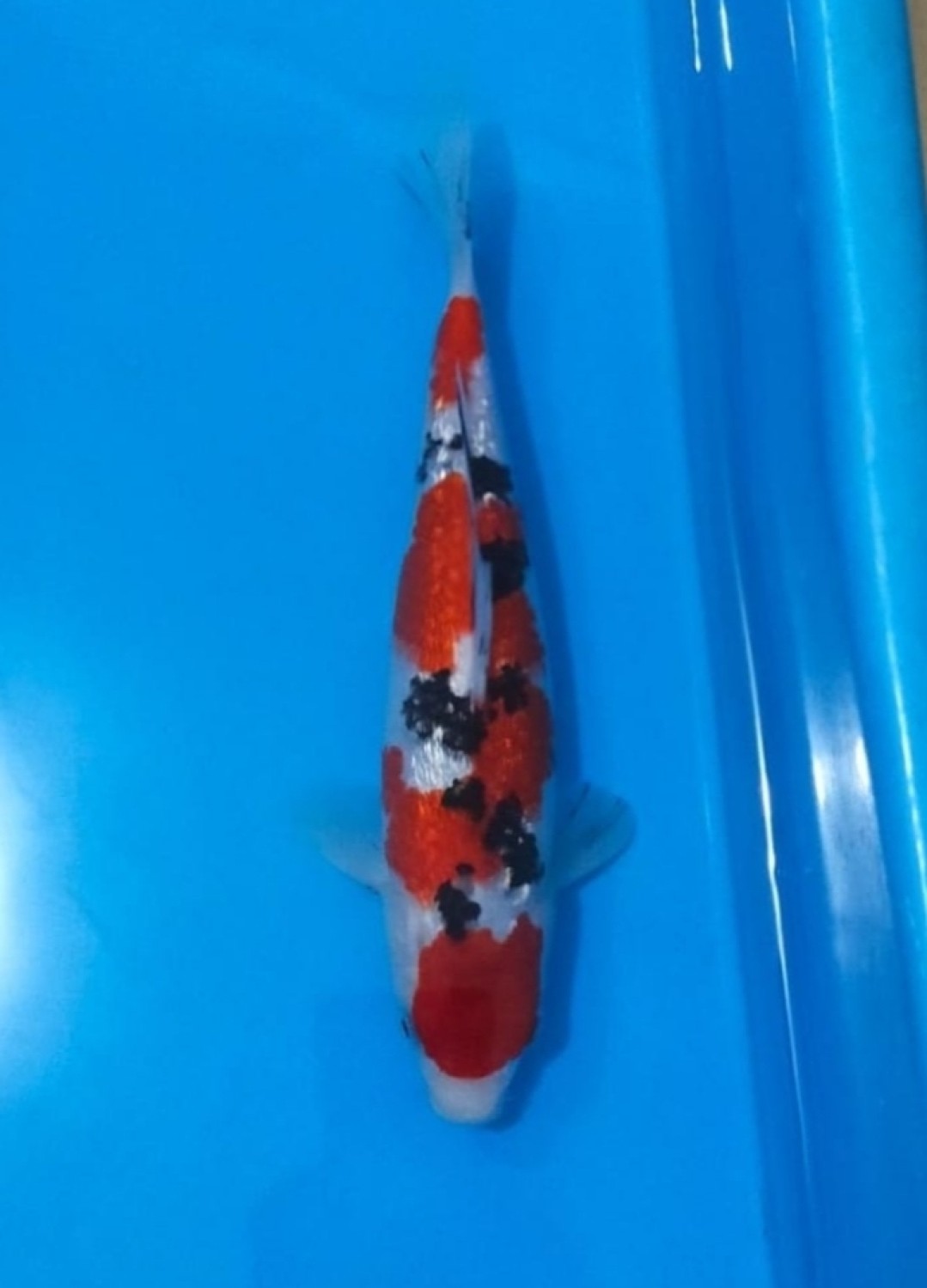 Juara 4