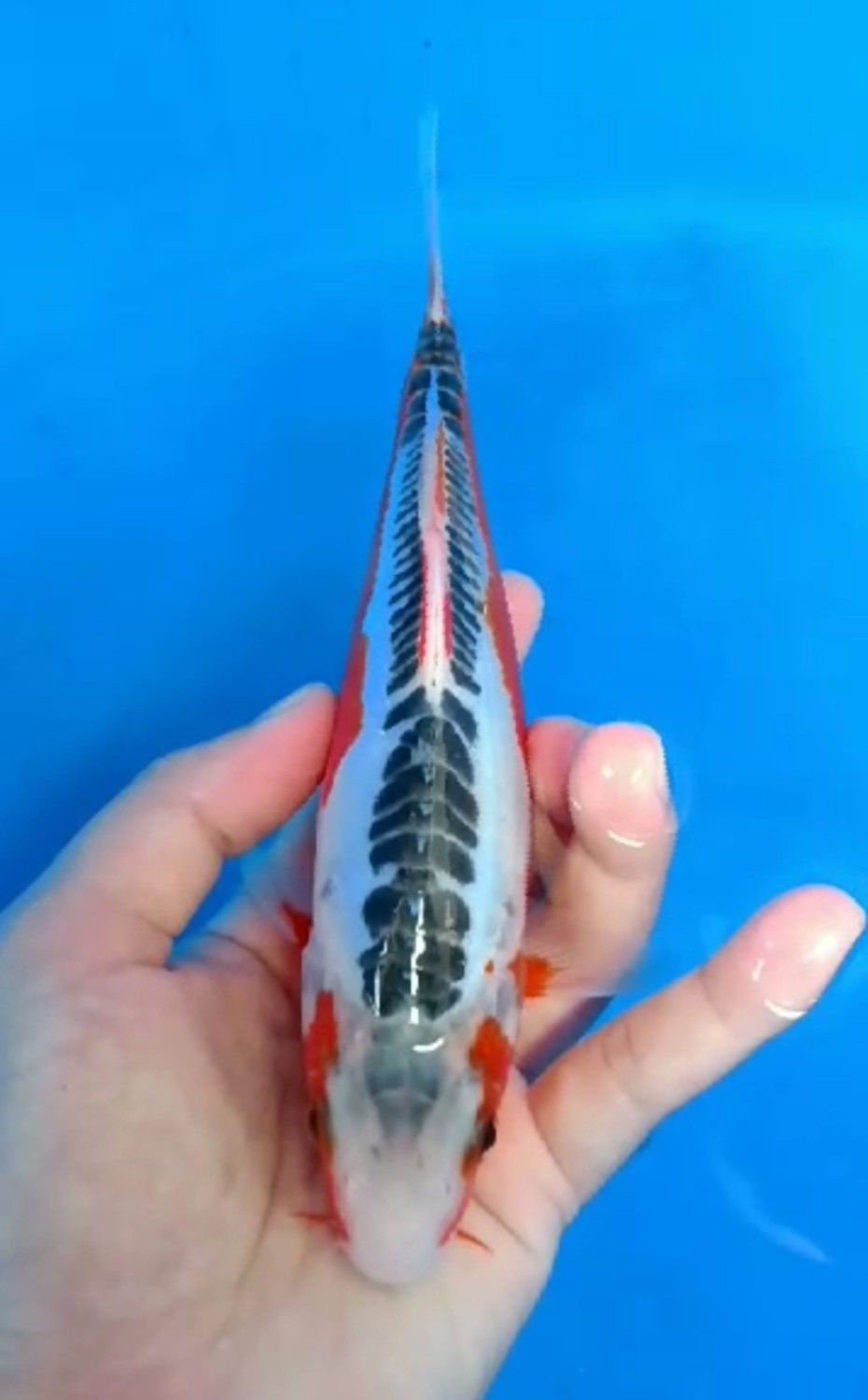 Juara 3