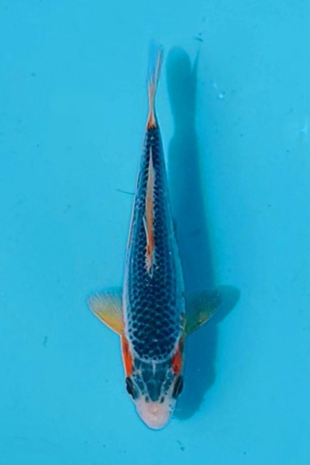 Juara 2